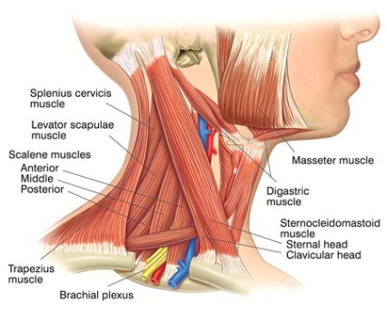 necks muscles
